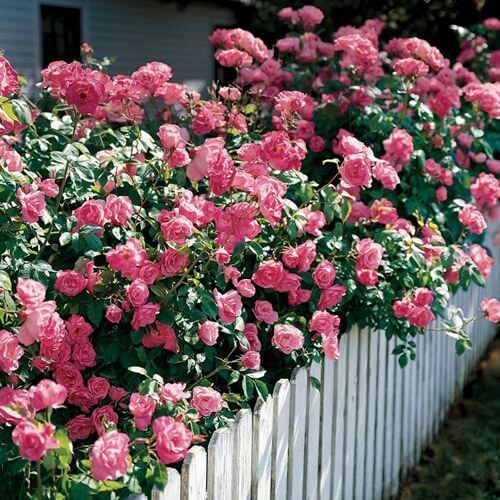 30 Great Inspirations Using Flowers To Spice Up Your Landscaping - 247
