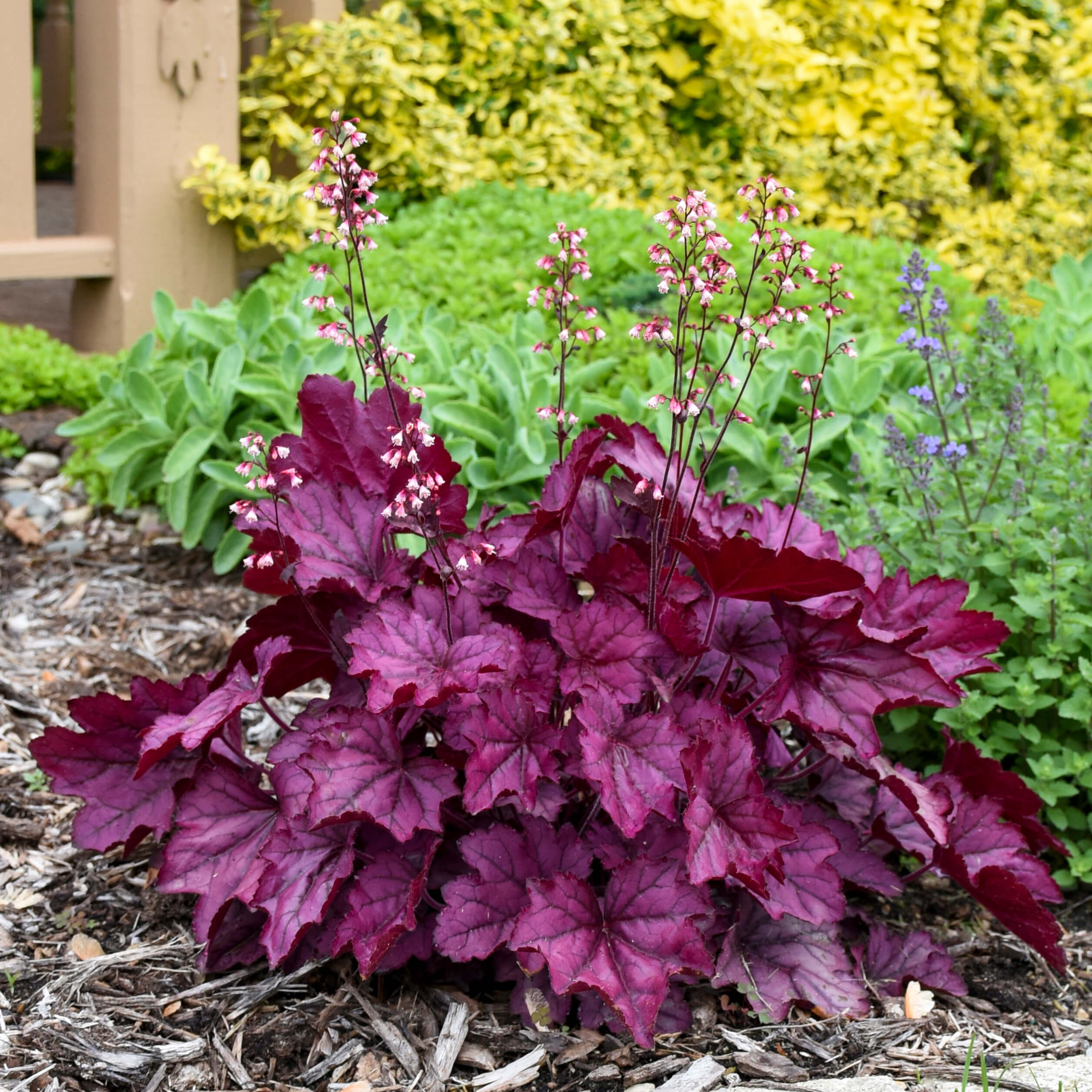 13 Vibrant Foliage Plants For Year-Round Color - 91