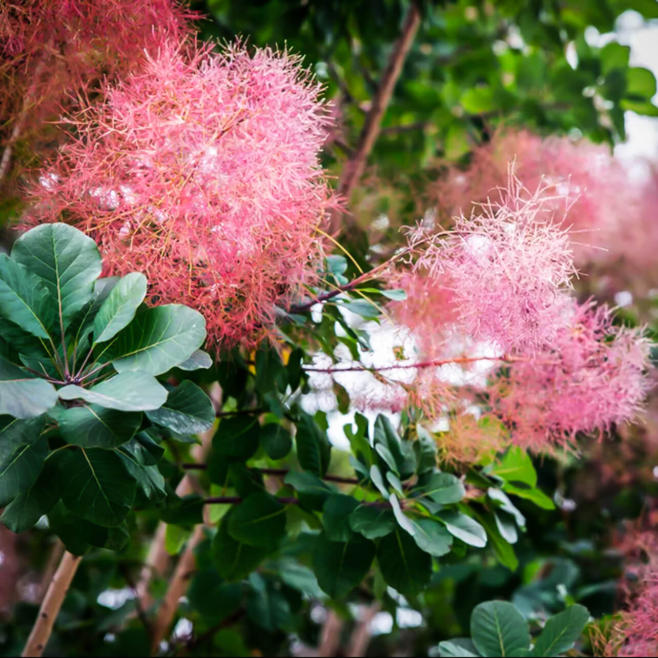 13 Vibrant Foliage Plants For Year-Round Color - 93