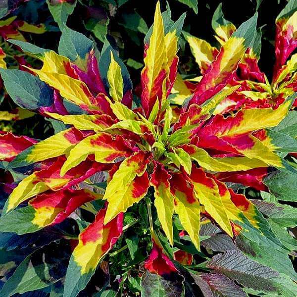 13 Vibrant Foliage Plants For Year-Round Color - 87