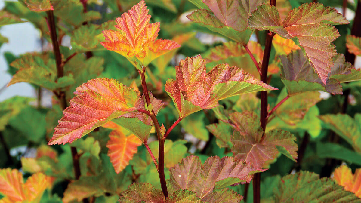 13 Vibrant Foliage Plants For Year-Round Color - 89