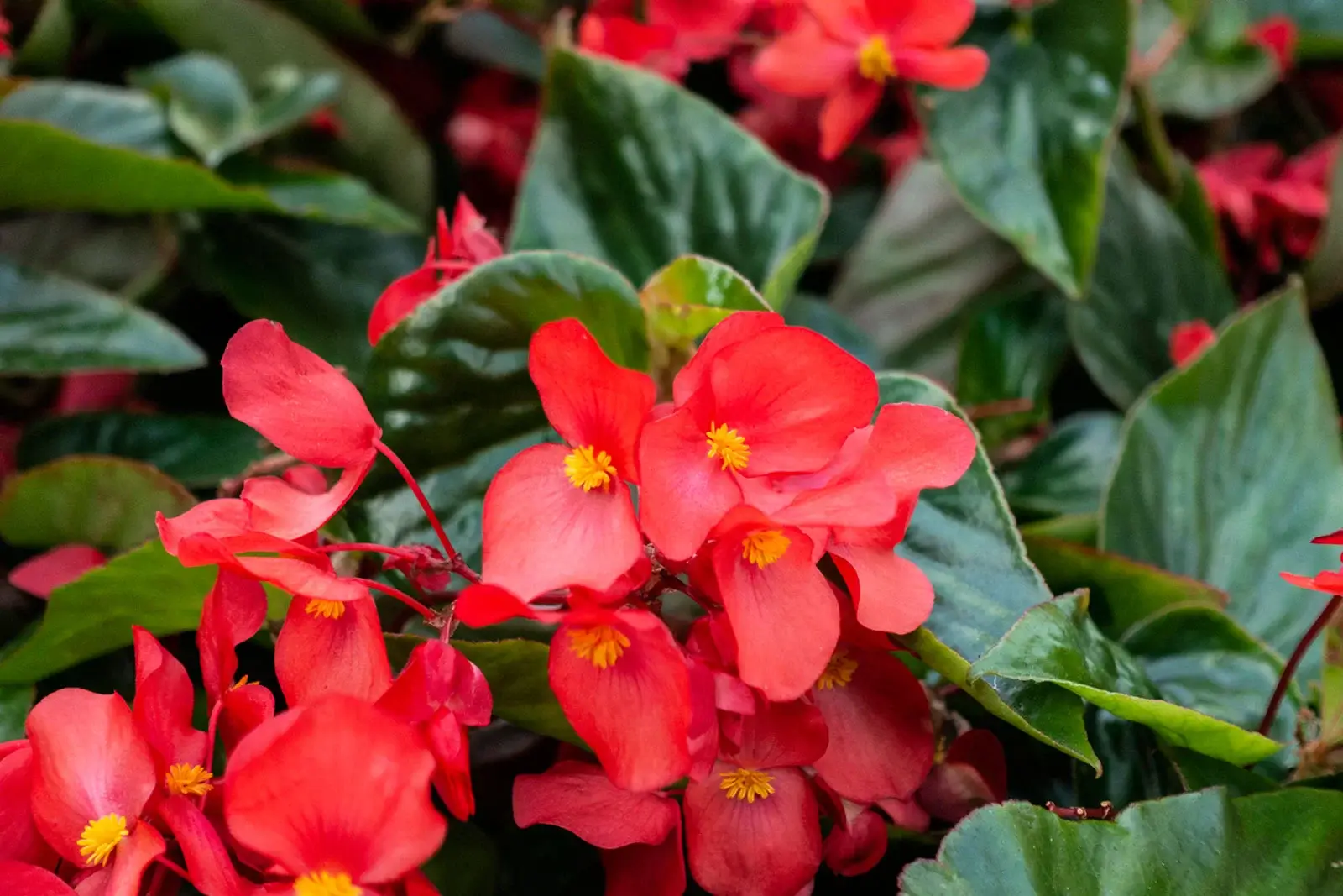 13 Vibrant Foliage Plants For Year-Round Color - 95
