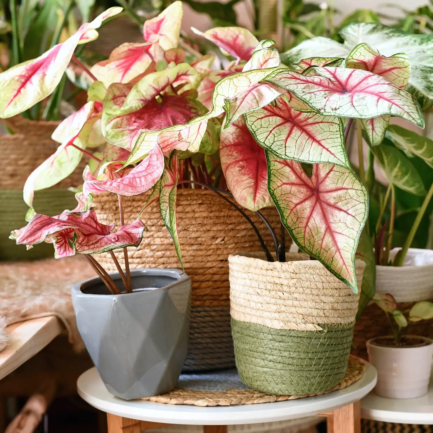 13 Vibrant Foliage Plants For Year-Round Color - 101