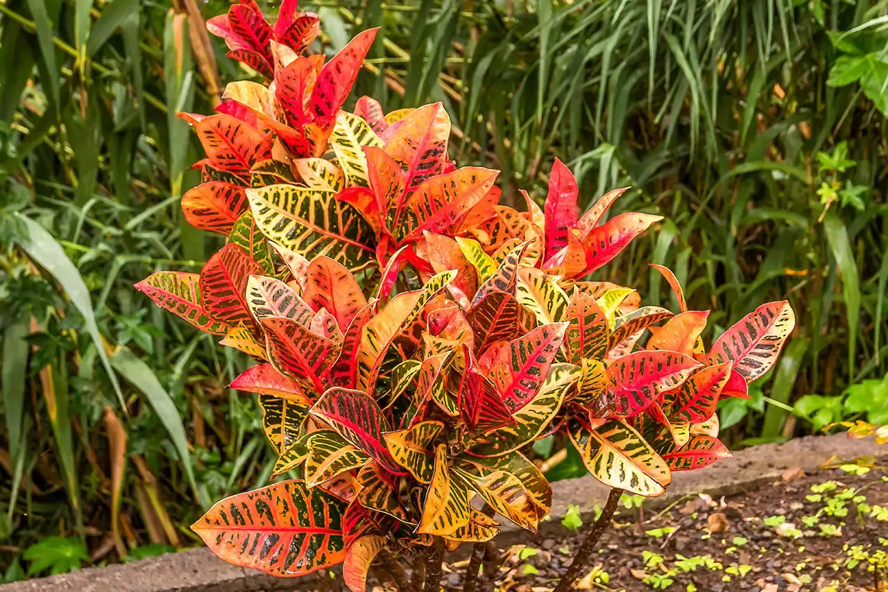 13 Vibrant Foliage Plants For Year-Round Color - 97
