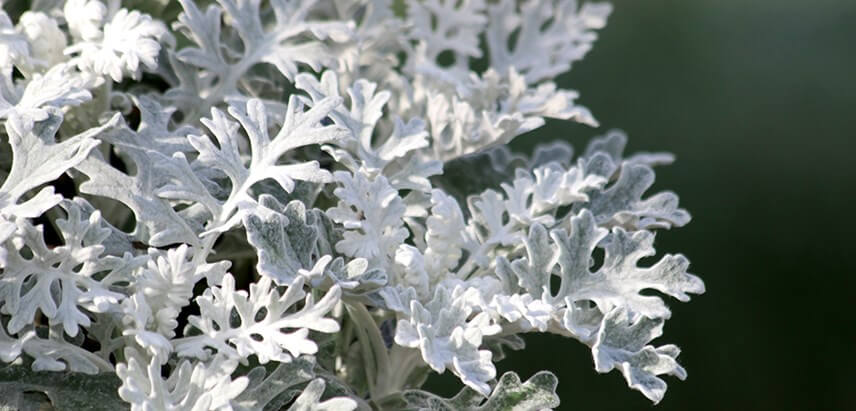 13 Vibrant Foliage Plants For Year-Round Color - 103