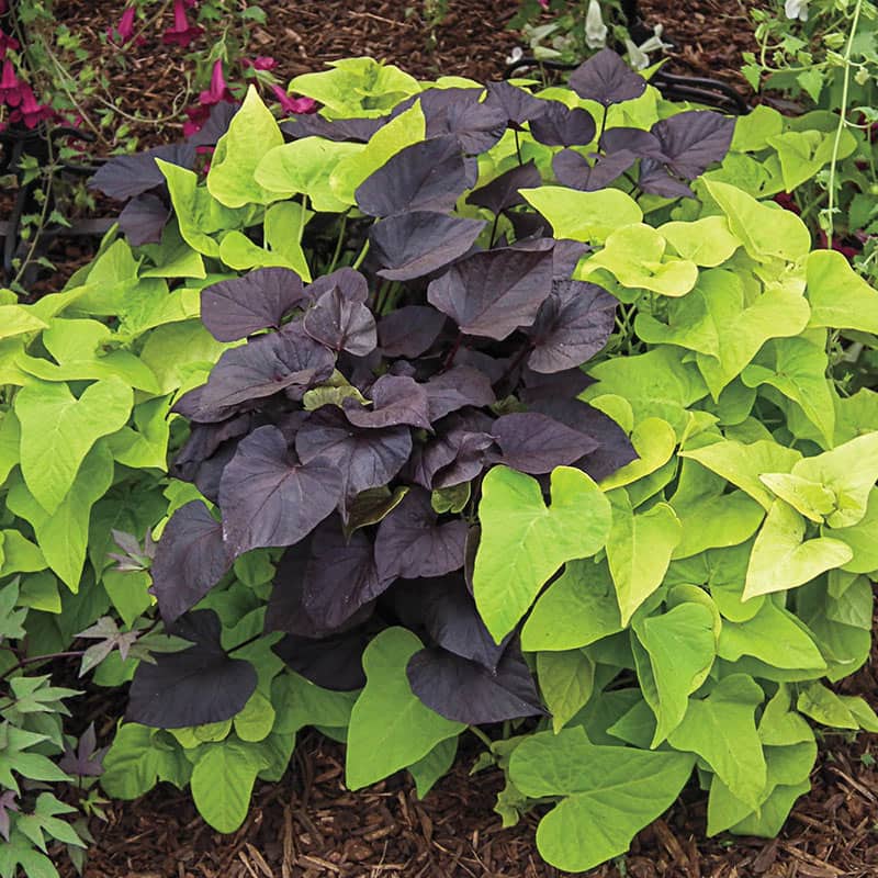 13 Vibrant Foliage Plants For Year-Round Color - 105