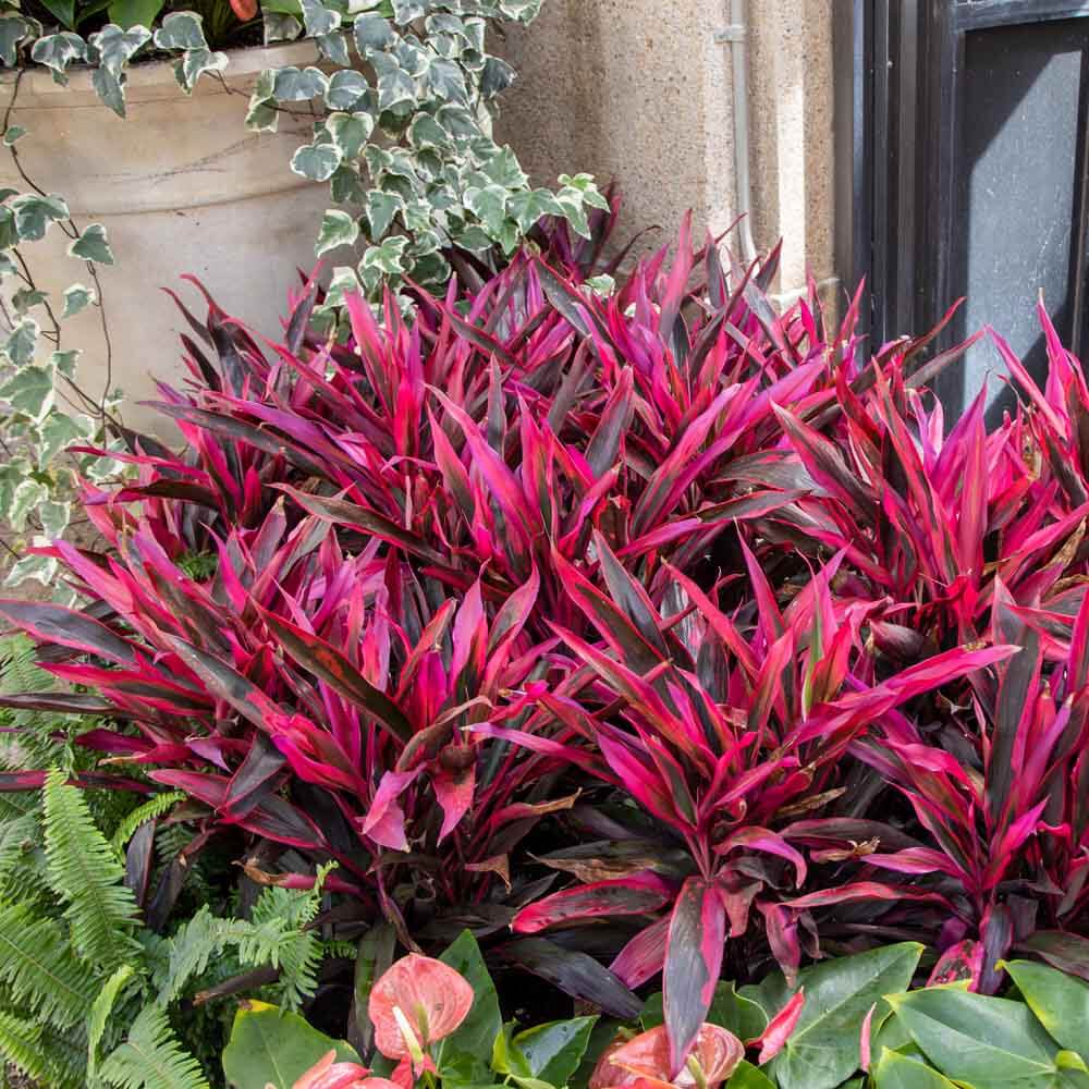 13 Vibrant Foliage Plants For Year-Round Color - 107